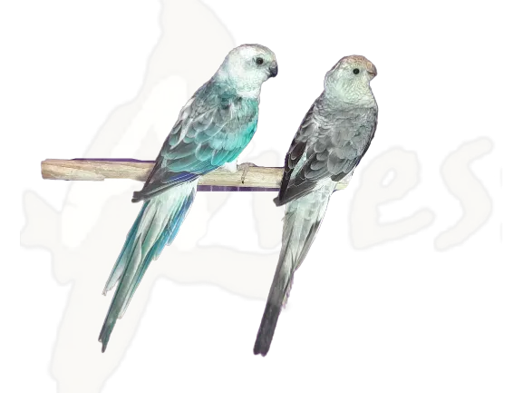 Casal De Red Rumped Opalino Azul E Canela Loja Aves Mansas