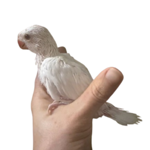 Ring Neck Albino Macho